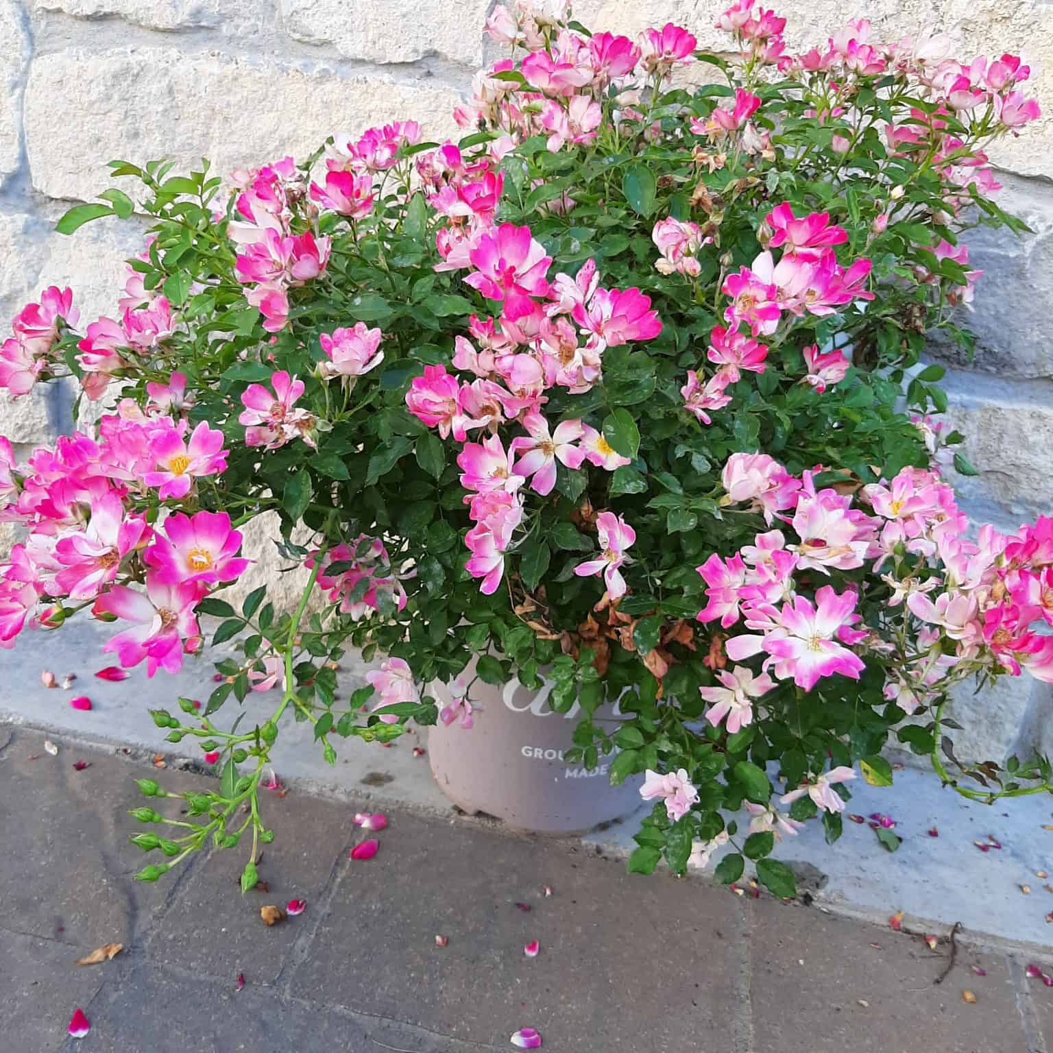 Pink Drift Rose 2 Gallon Container Grimm's Gardens