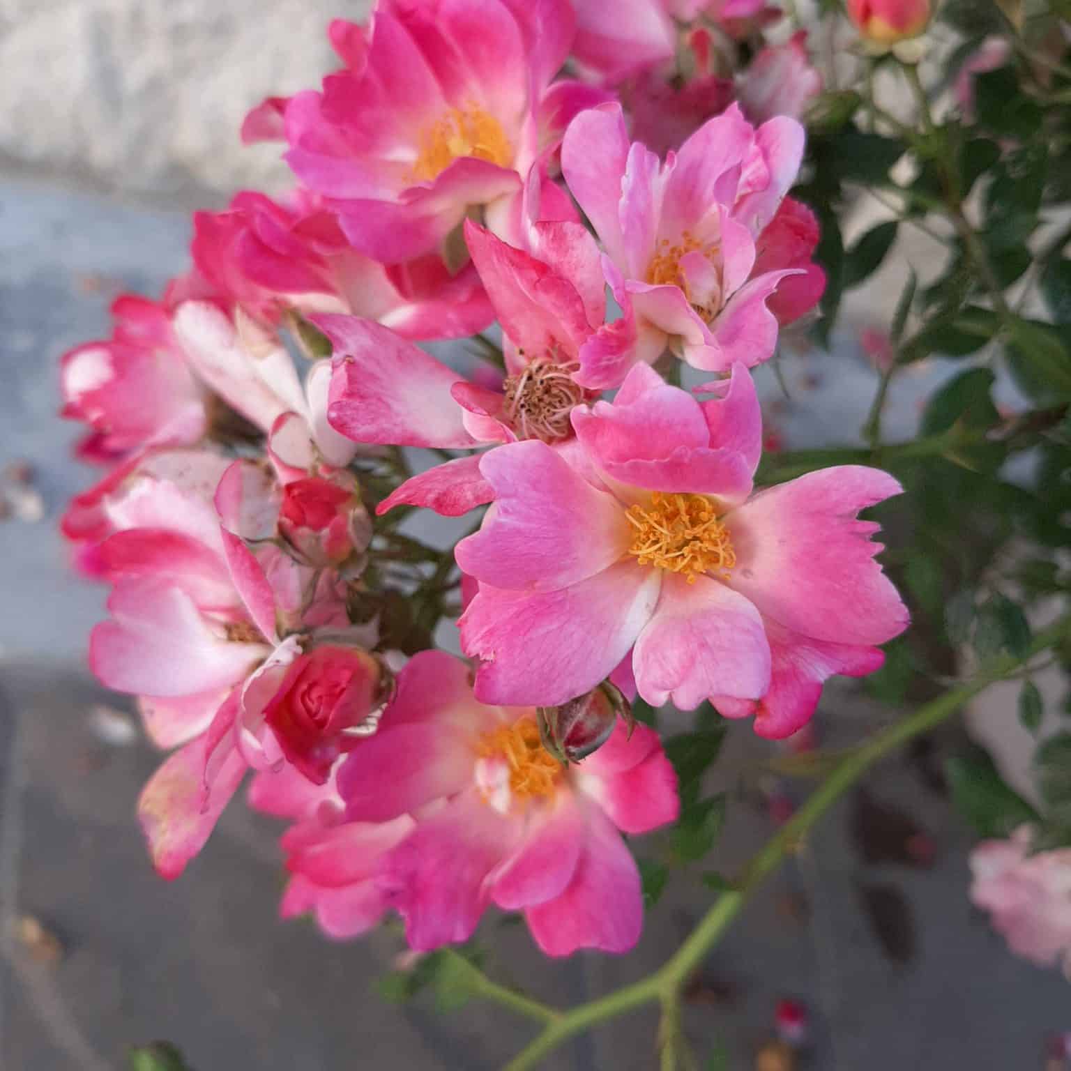 Pink Drift Rose 2 Gallon Container Grimm's Gardens