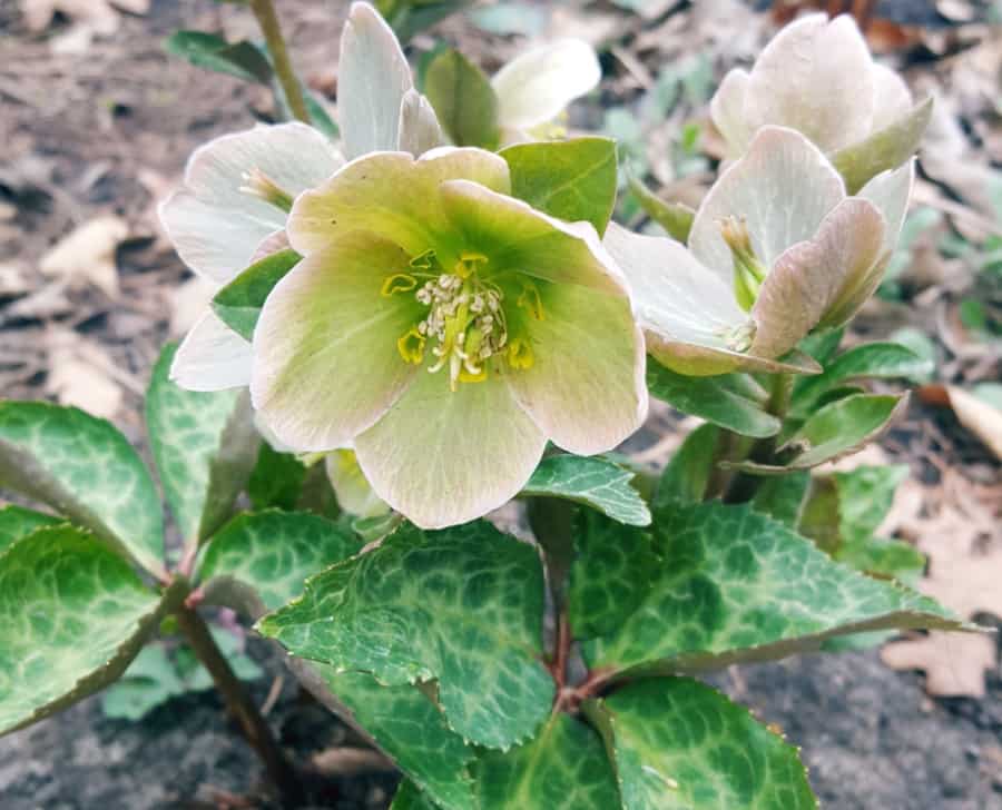 Lenten Rose March Plant of the Month Grimm's Gardens