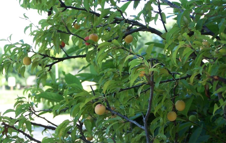 What Should the Kansas State Fruit be? Grimm's Gardens