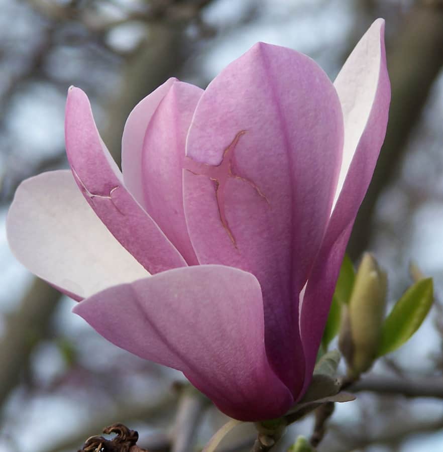 Magnolia Tree Flower Colors Best Flower Site
