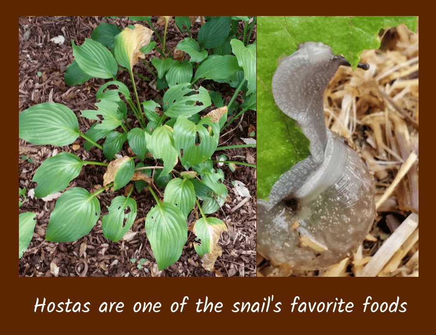 Slugs and Snails in the Garden Grimm's Gardens