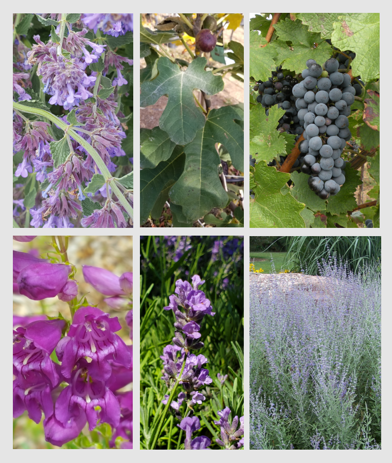 Plants for a Mediterranean Garden Grimm's Gardens