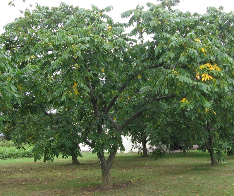 Products Heartnut Grimo Nut Nursery