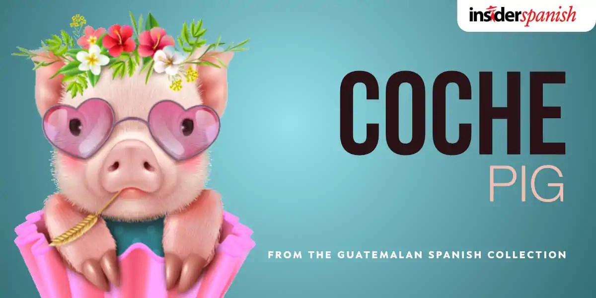 How To Say "Pig" in Guatemalan Spanish Insider Spanish Your Guide