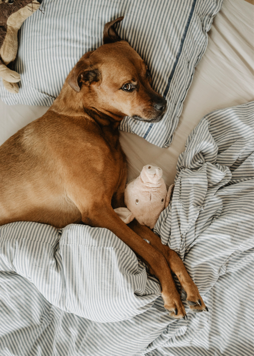Should I let my dog sleep in my bed? Groomers Blog