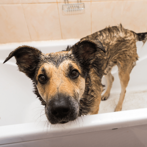 What happens if you use regular shampoo on a dog? Tips and Tricks KeepingDog