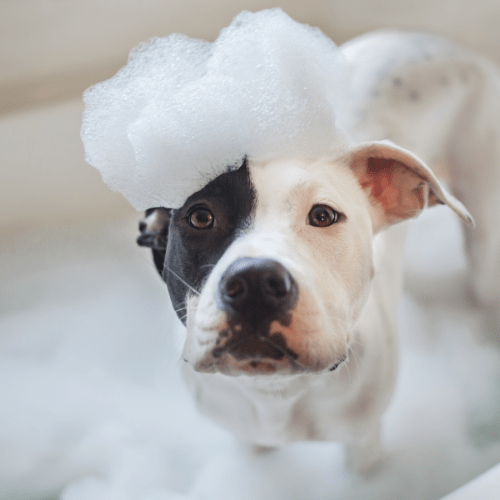 Can You Use Human Shampoo On Dogs? - Trimmed Pets Llc Can I Use Human Shampoo On My Dog? - Groomers | Groomers | Blog