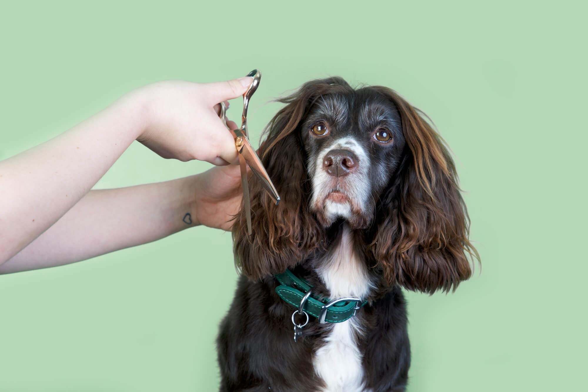 What Are Curved Scissors Used For In Dog Grooming
