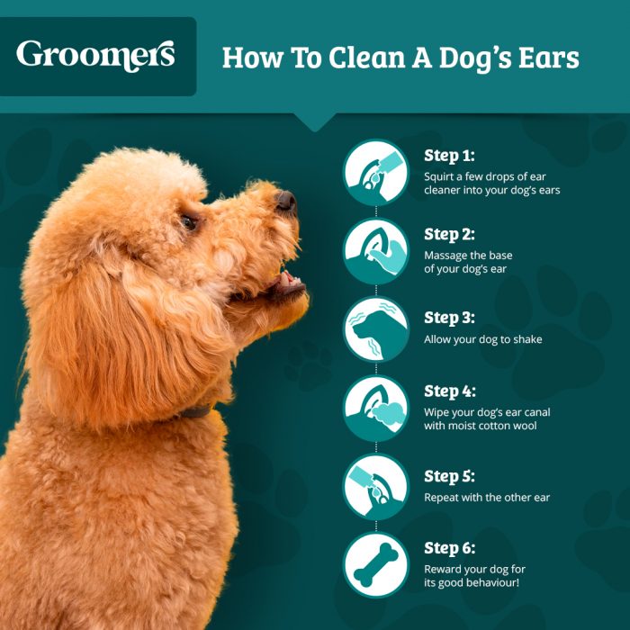 How To Clean Your Dog’s Ears Groomers Blog