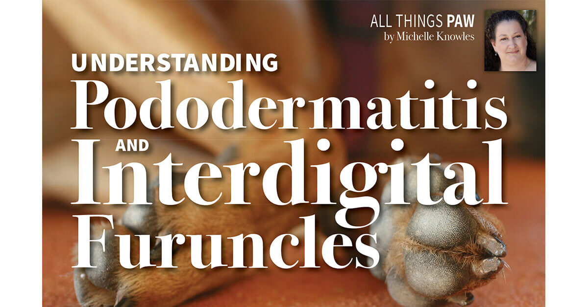 Understanding Pododermatitis And Interdigital Furuncles