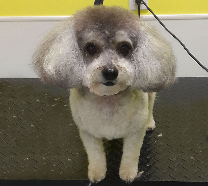 All Pets Grooming Naples Pet Groomers In Naples Fl Page 1 All pets