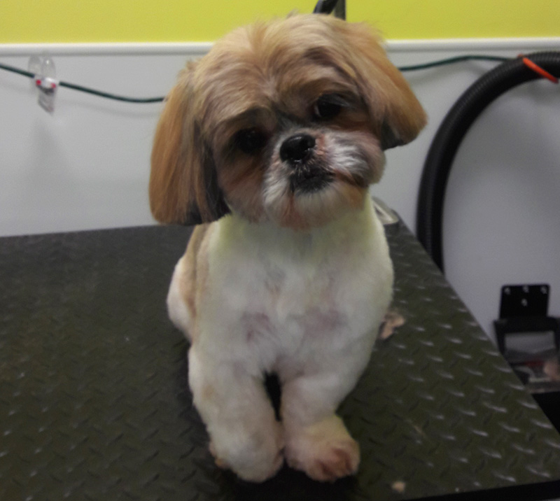 The Grooming Table Naples Dog Grooming Service