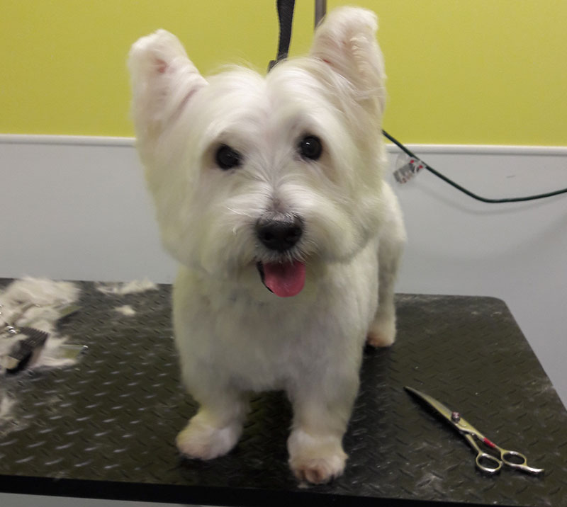 The Grooming Table Naples Dog Grooming Service