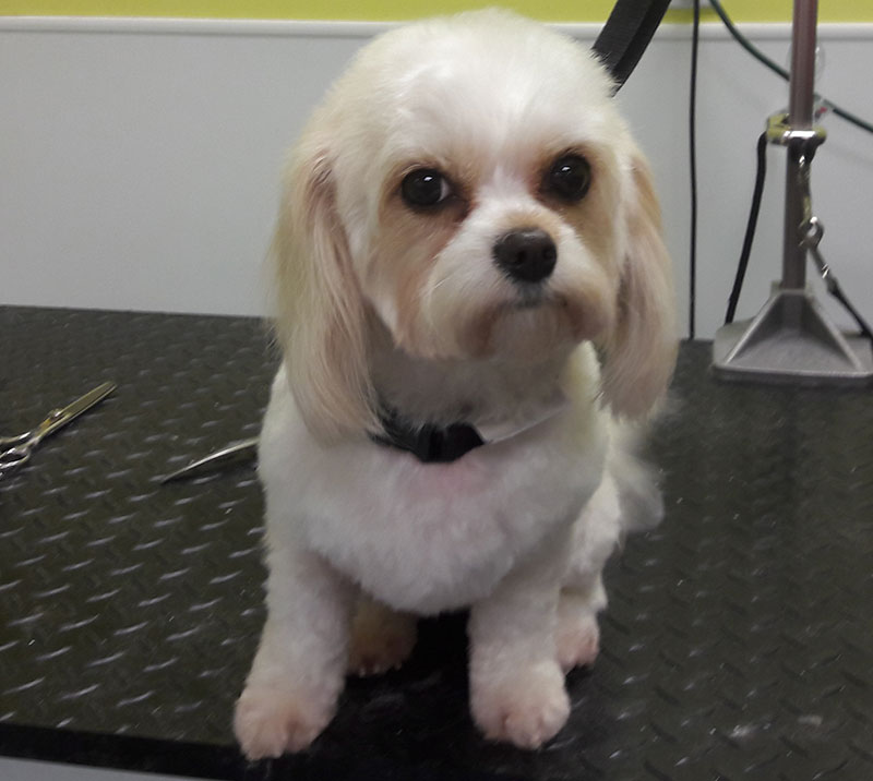 The Grooming Table Naples Dog Grooming Service