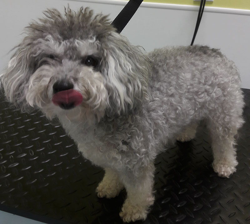 The Grooming Table Naples Dog Grooming Service