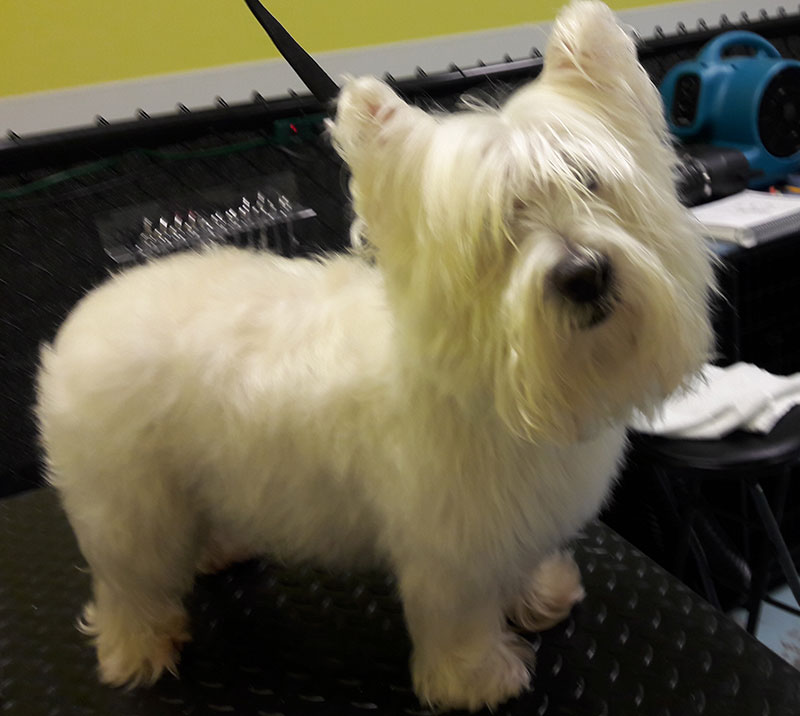 The Grooming Table Naples Dog Grooming Service