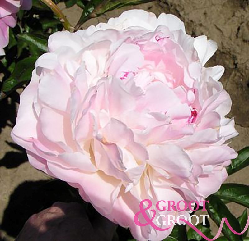 Blush Queen peony Available all year round Free qoute