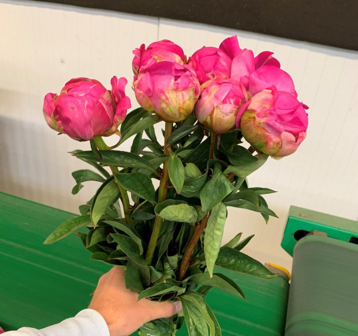 How to dry peonies? Complete guide! Groot & Groot