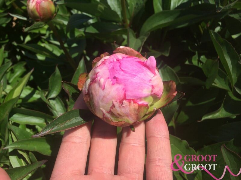Best soil for peonies in pots Our guide! Read more here