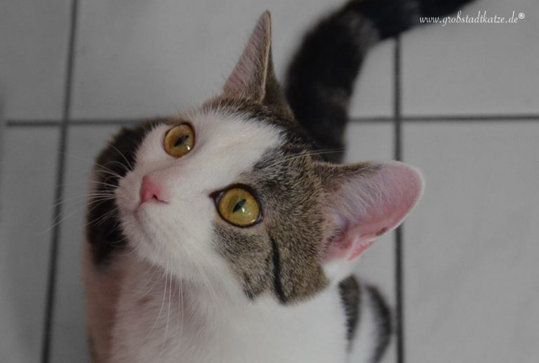 Was‘n das? Katze hat Schuppen Weiße Punkte im Fell
