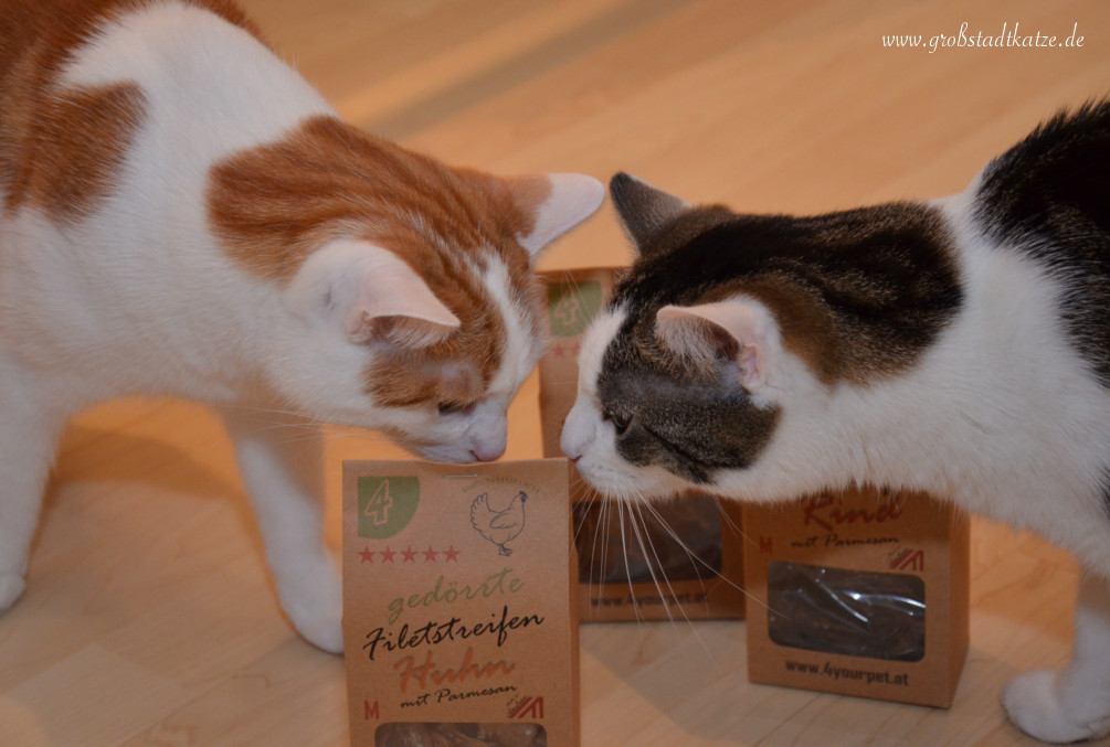 Dörrfleisch Zahnpflege Katzen Zähneputzen
