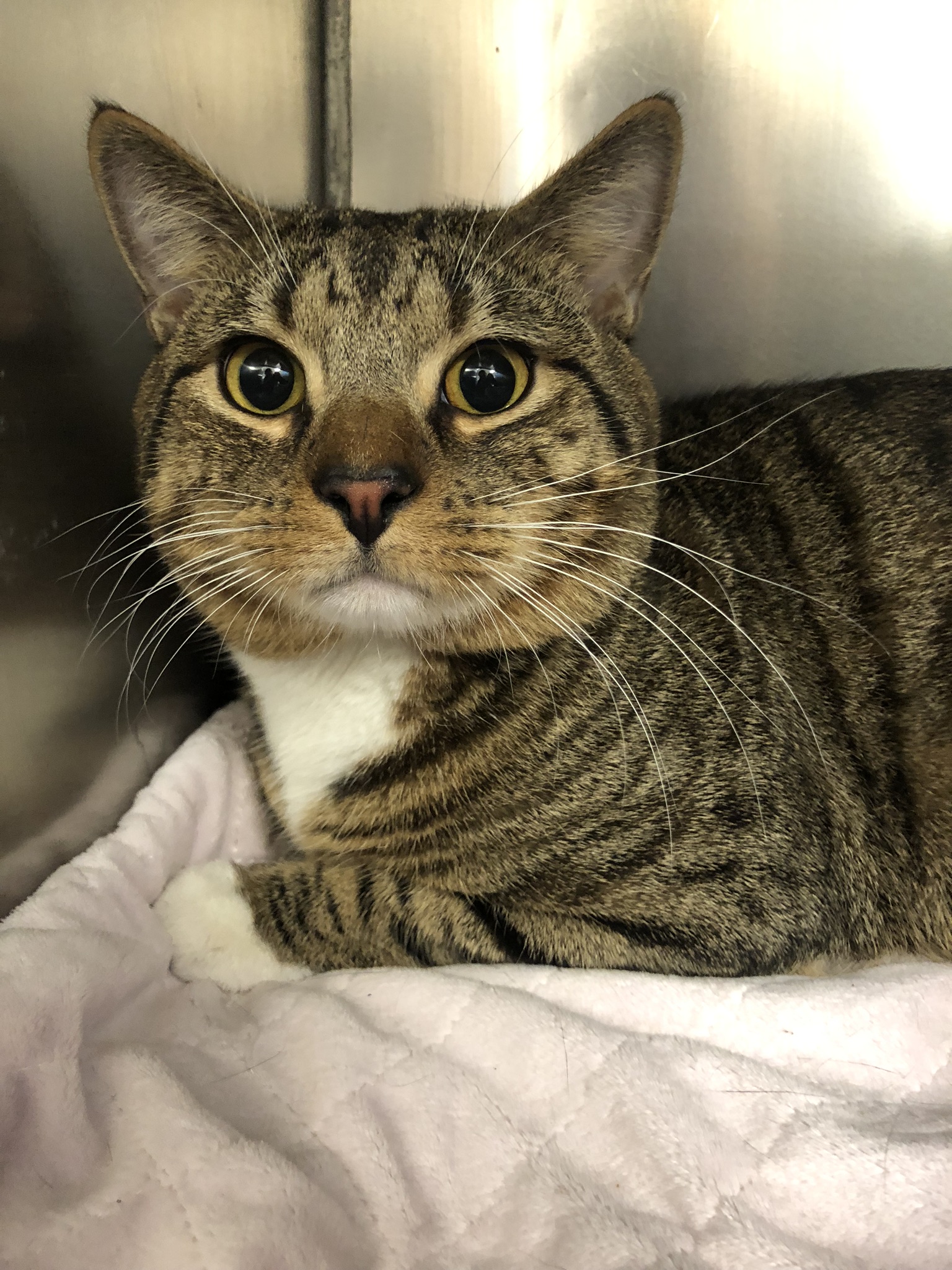 Pet Gallery Groton Ledyard Veterinary Hospital