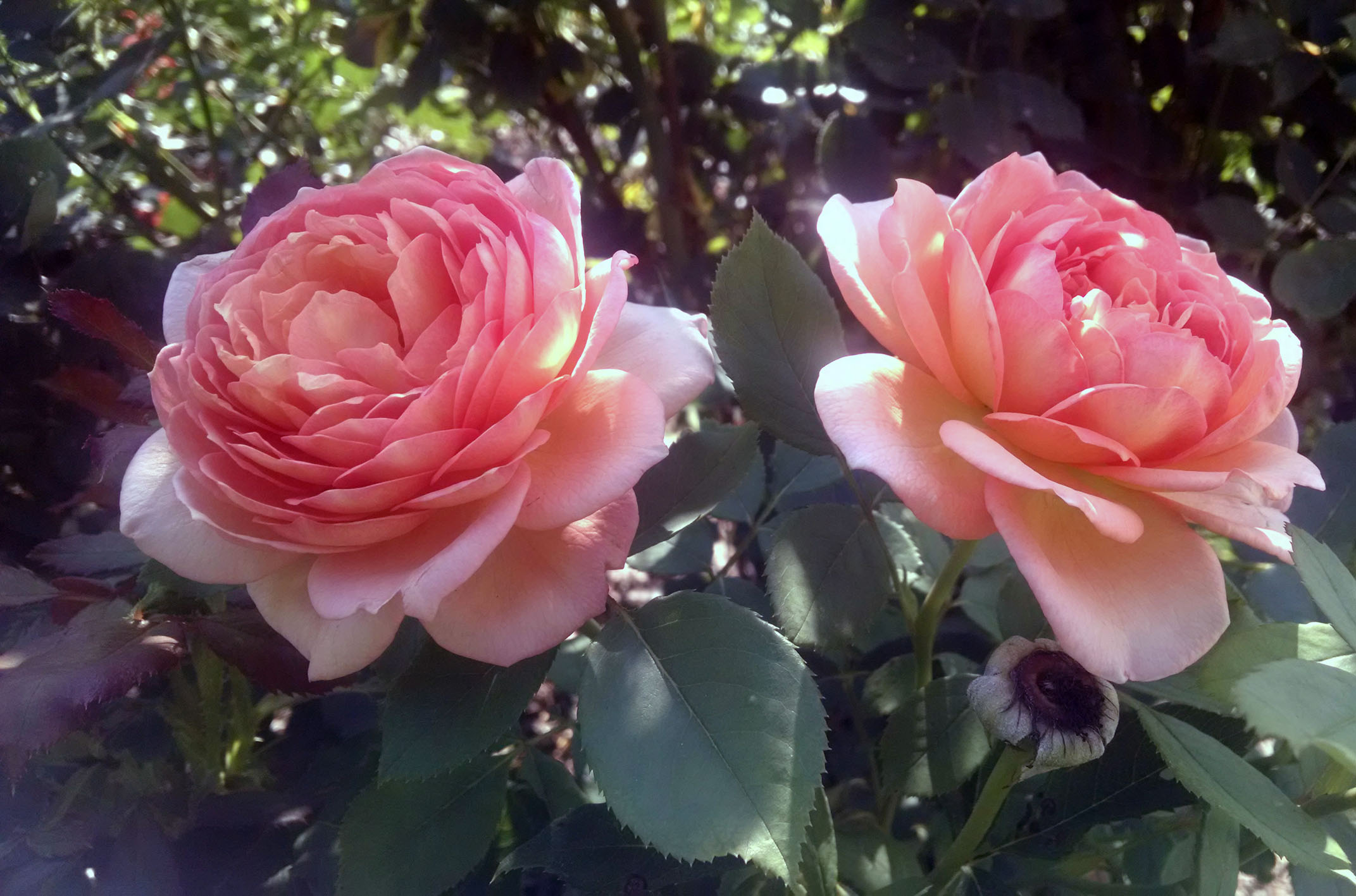 10 Top Perennials For Summer Anywhere!