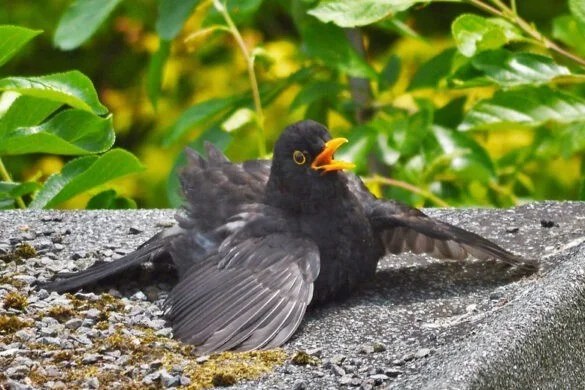 Why do blackbirds fledge on the ground? Ground Feeders