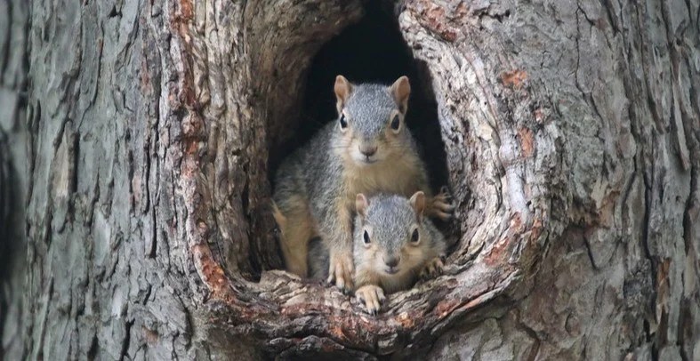 Do Squirrels Come Back To The Same Nest Ground Feeders