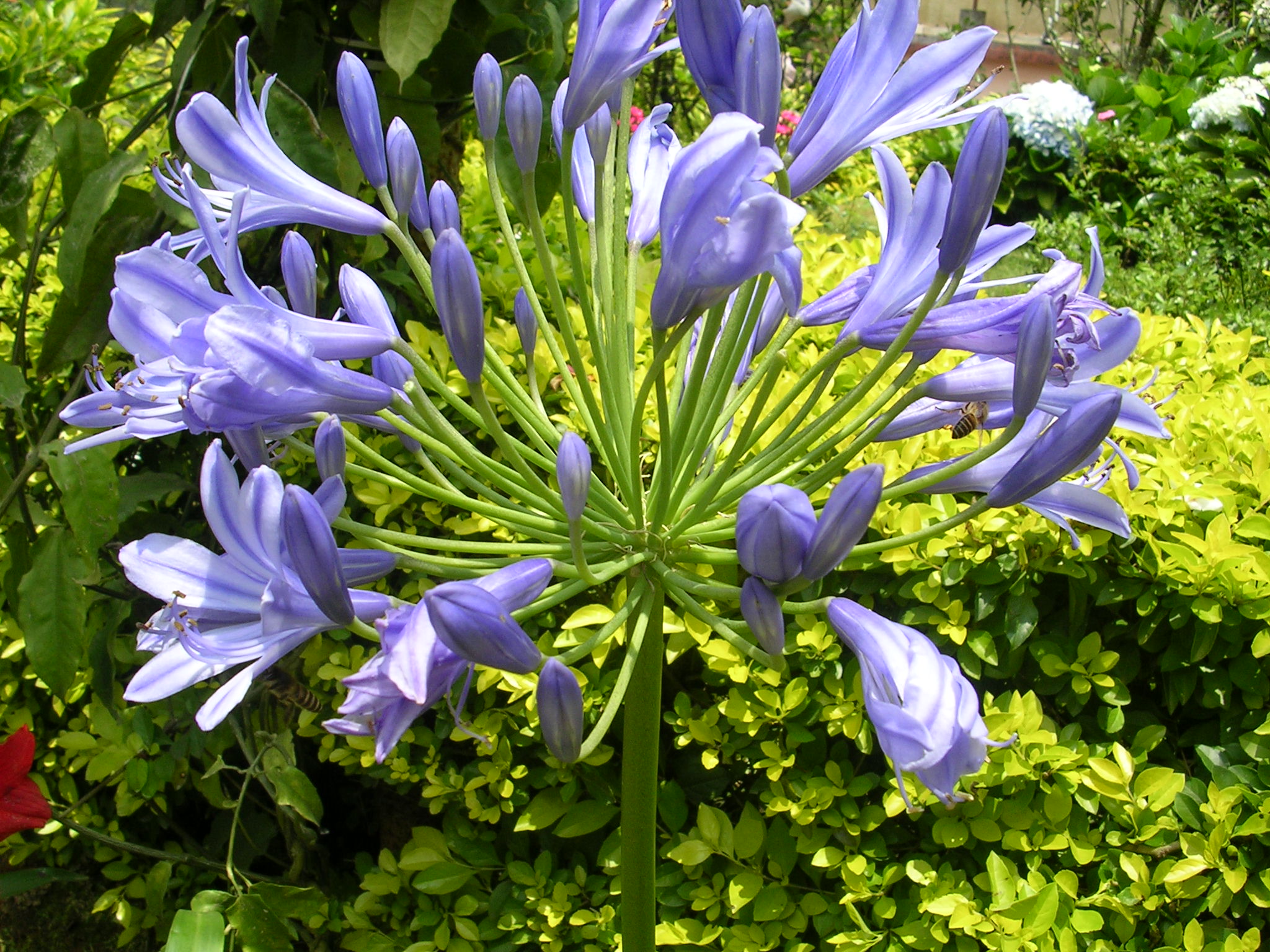 Groveflora Agapanthus flower bulbs India