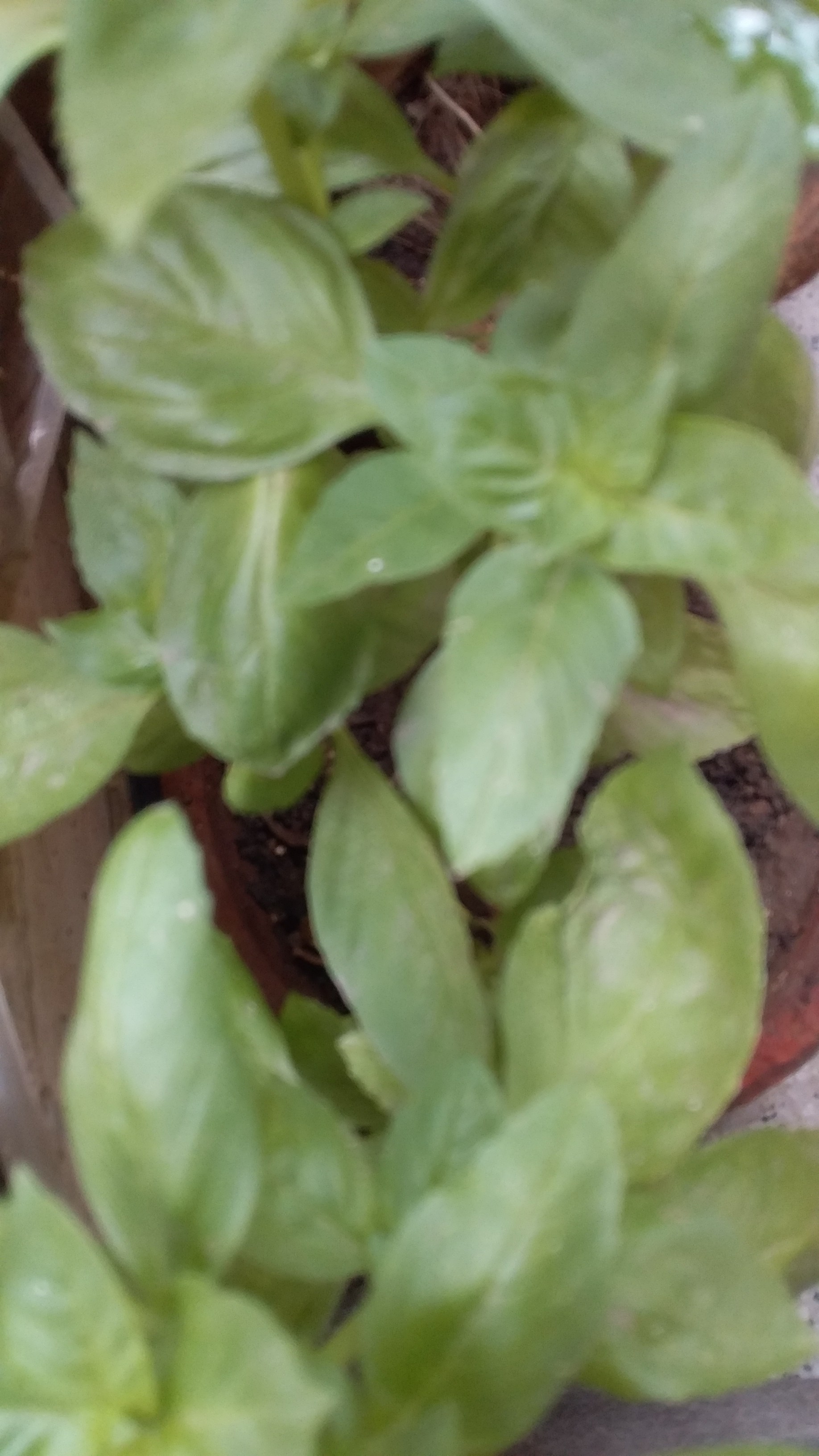 Italian Basil Plant India