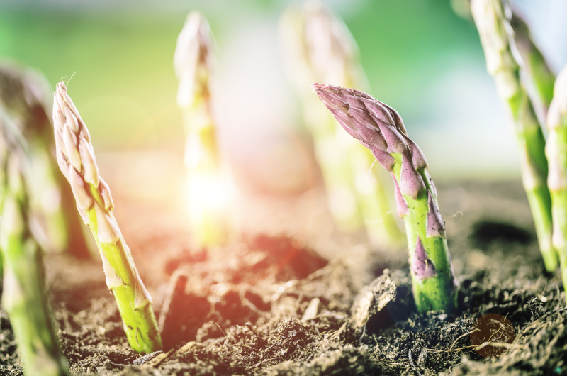 How To Grow Asparagus Grow Your Own UK