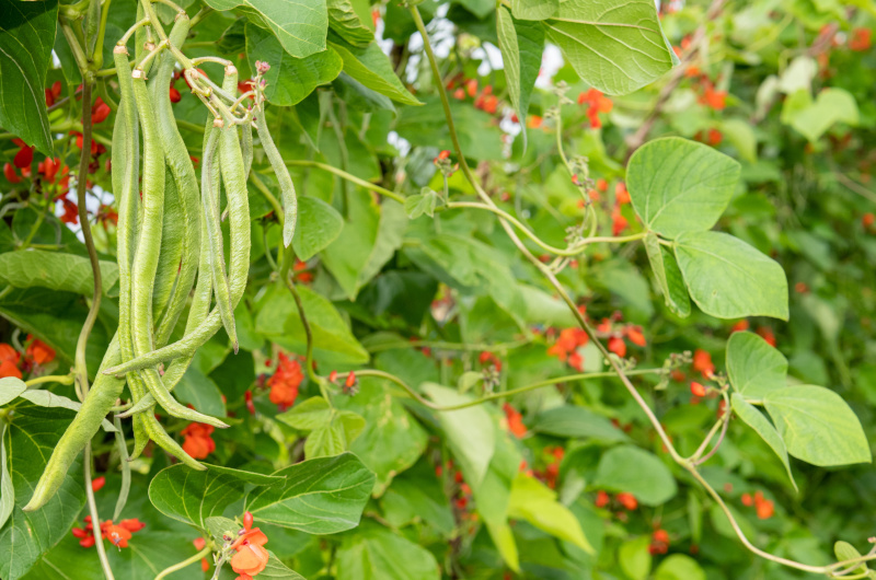 How To Grow Runner Beans Grow Your Own UK