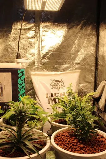 Cultivo Interior Led, La Principal Opción De Los Cultivadores