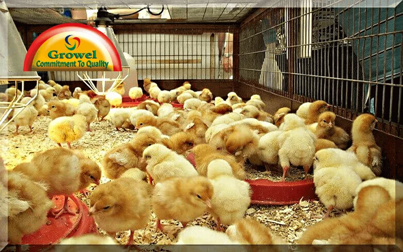 Broiler Brooding Management Video Growel Agrovet Private Limited