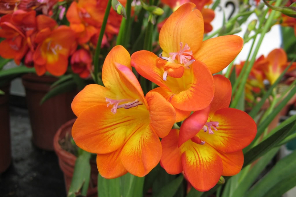 Grower Direct Flower Varieties Freesia