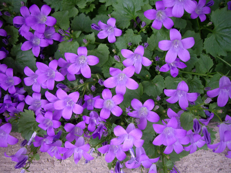 How Long Does It Take 1800 Flowers To Deliver Send flowers and send a