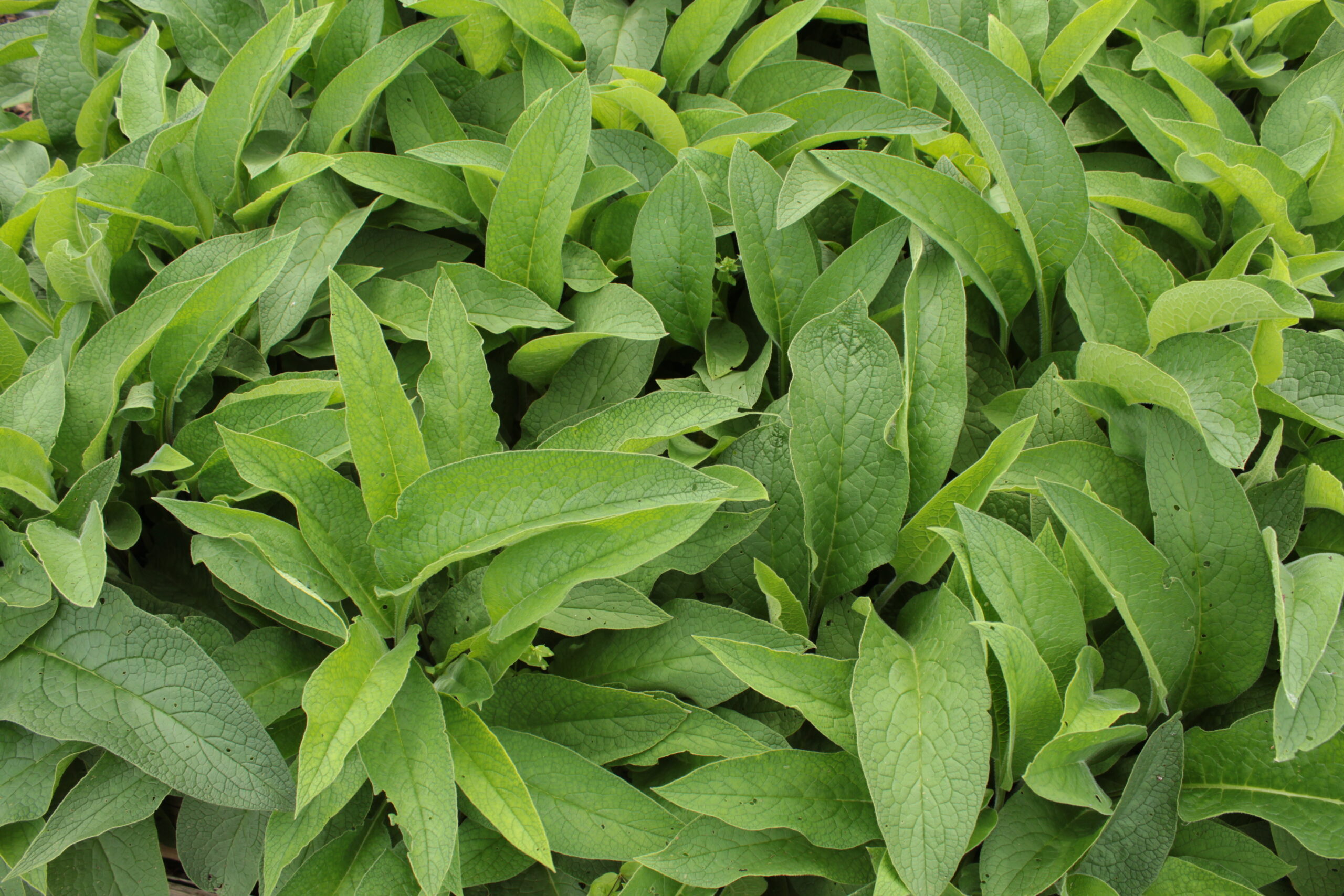 Buy Comfrey Bocking No. 14 Growers Organics