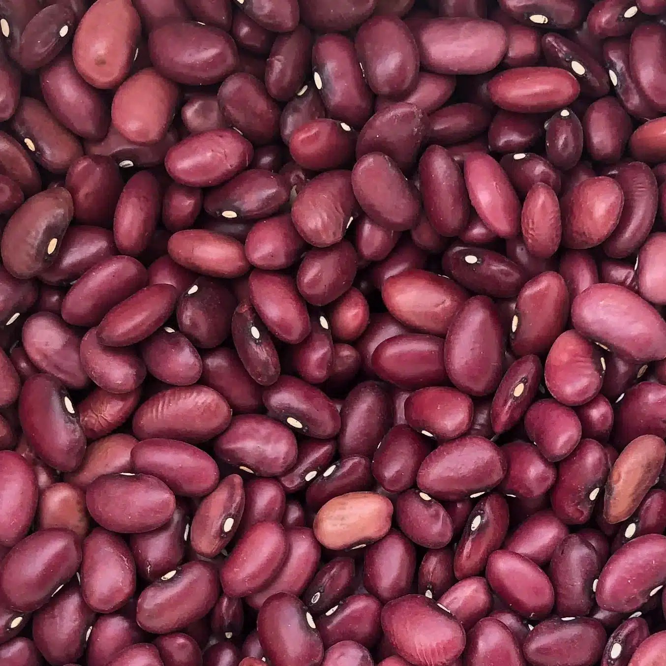 Beans Pole Red Calico Lima GROW FOLK