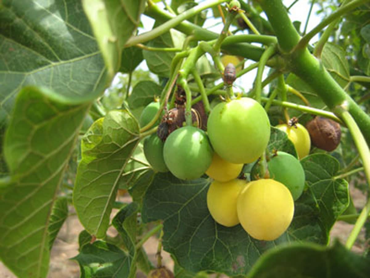 Jatropha Haiti’s next big food crop? Grow Further A foodsecure future