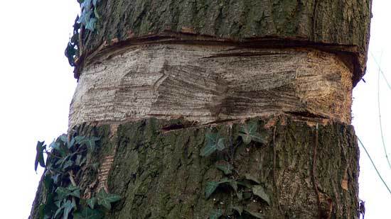 How to Kill a Tree without Anyone Knowing!! Grow Gardener Blog