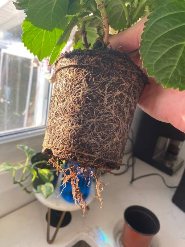 How Deep Are Hydrangea Roots? Grow Gardener Blog