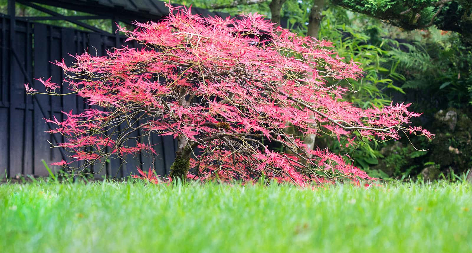 How to Pruning Japanese Maples The Ultimate Guide 2024