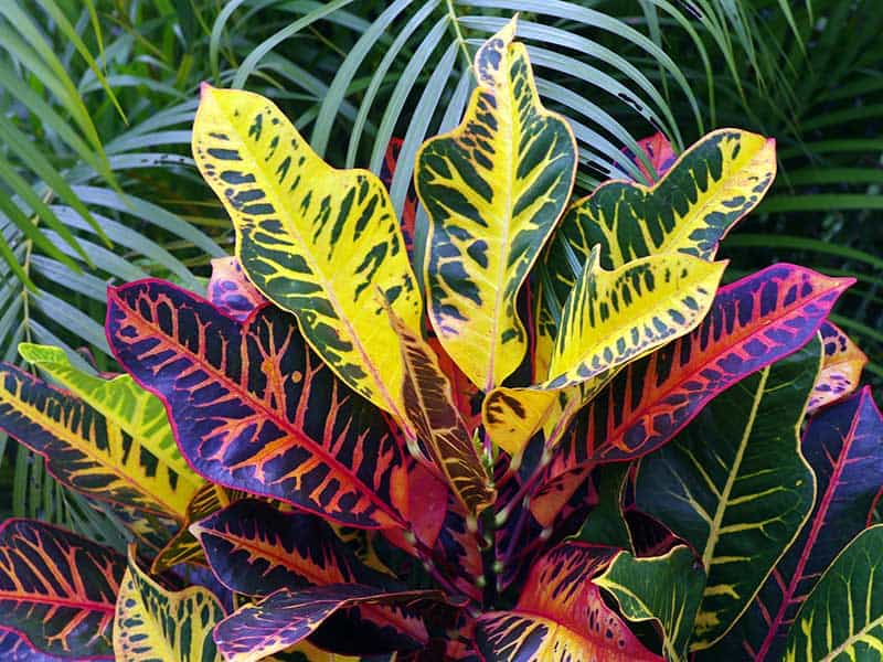 26 Stunning Croton Varieties Embrace The Wild Range of Leaf Shapes