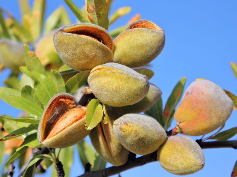 How Do Almonds Grow Foolproof Growing Guide For Healthy Nuts