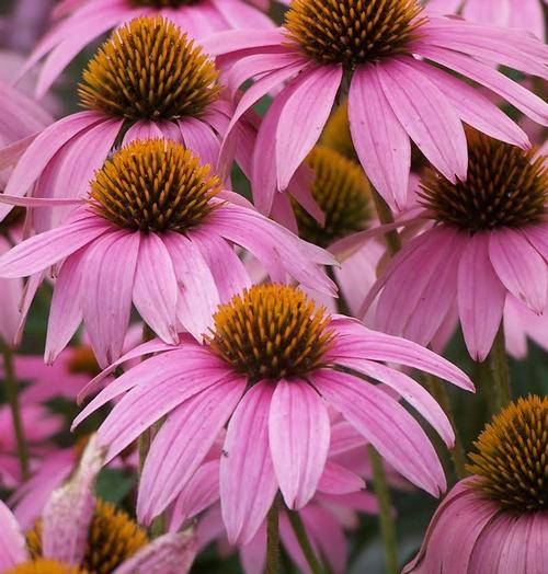 Coneflower Echinacea purpurea Magnus from Growing Colors