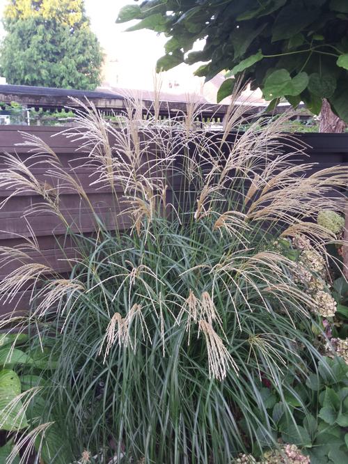 Silver Feather Grass Miscanthus sinensis Silberfeder from Growing Colors
