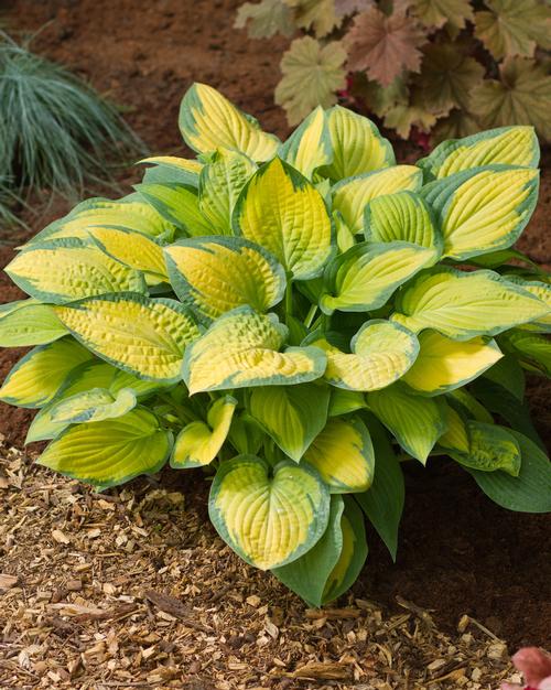 Plantain Lily Hosta Paul's Glory from Growing Colors