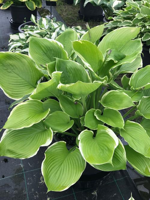 Plantain Lily Hosta Winter Snow from Growing Colors